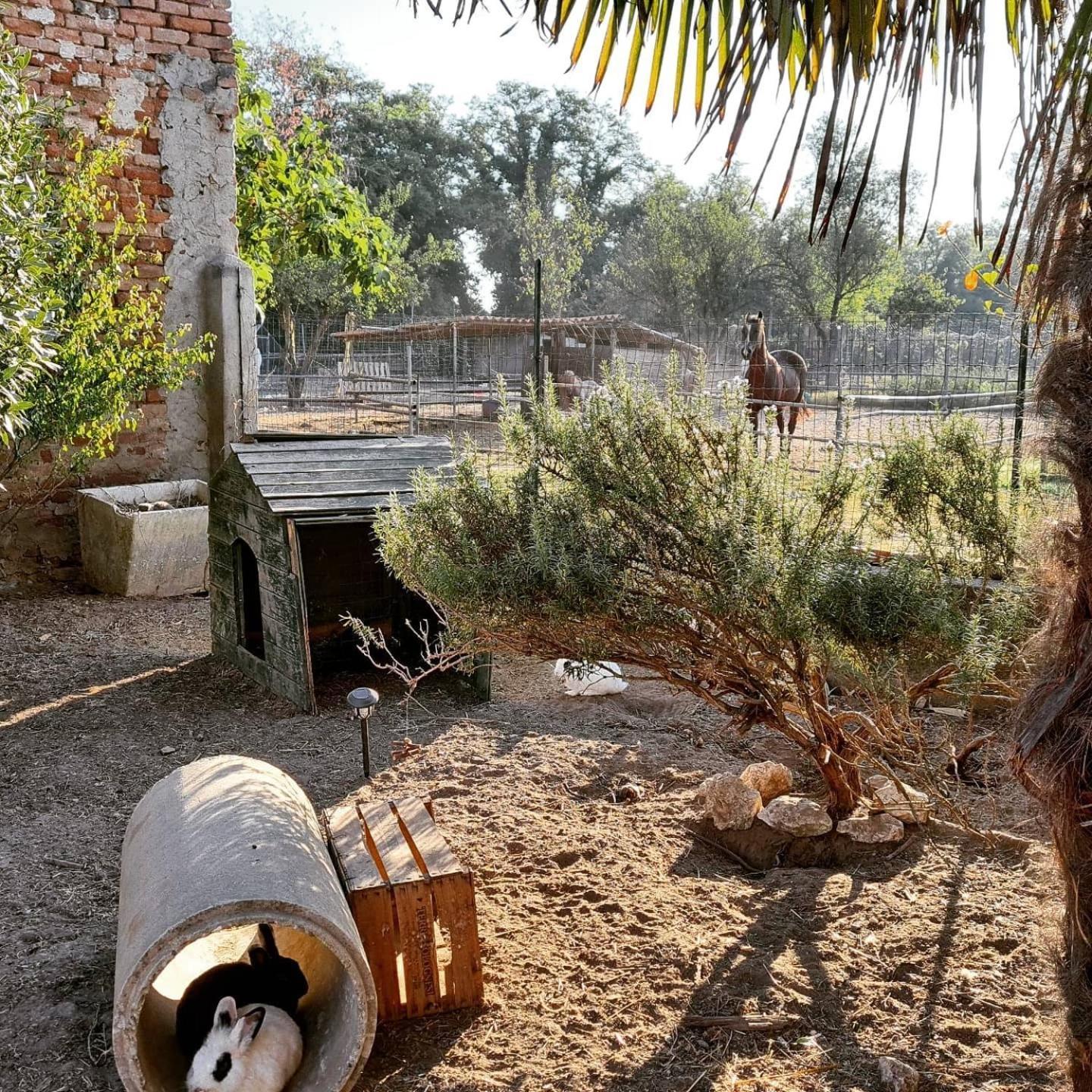 קרמונה Agriturismo Il Campagnino מראה חיצוני תמונה